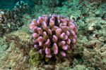 Corals