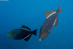 Balistidae