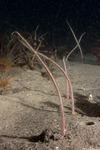 Amphiura