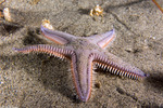Paxillosida