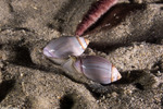 Callianax