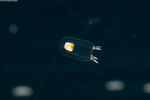Corymorphidae