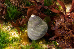 Vetigastropoda