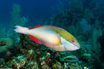 Sparisoma