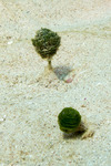 Rhipocephalus