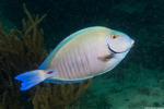 Surgeonfishes and Tangs