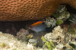 Stegastes