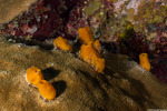 Haplosclerida