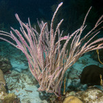 Alcyonacea