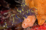 Tunicata