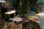 Lutjanidae