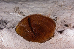 Irregularia