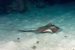 Neoselachii