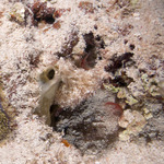 Sabellida
