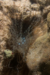 Cnidaria