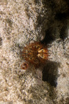 Telmatactis