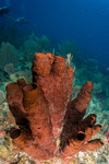 Heteroscleromorpha