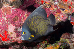 Acanthuriformes