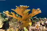 Corals