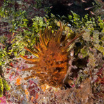 Mollusca