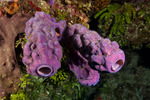 Invertebrates