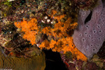 Scopalinidae