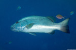 Lutjanidae