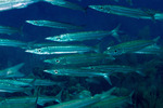 Carangaria
