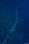 Siphonophorae