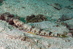 Synodontidae