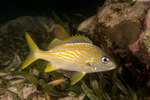 Haemulinae