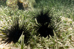 Euechinoidea