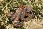 Coleoidea