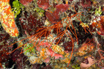 Ellisellidae