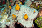 Tunicata