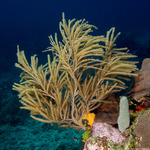 Holaxonia