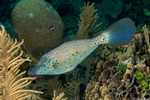 Tetraodontiformes