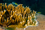 Millepora