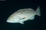 Mycteroperca