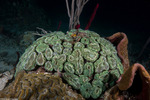 Scleractinia