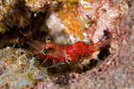 Rhynchocinetidae