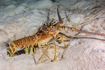Panulirus