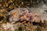 Arctidinae