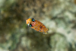 Doryteuthis