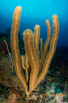 Corals