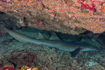 Galeomorphi