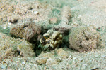 Opistognathidae