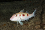Mullidae