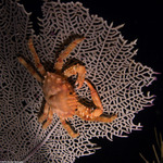 Malacostraca