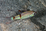 Apogonidae
